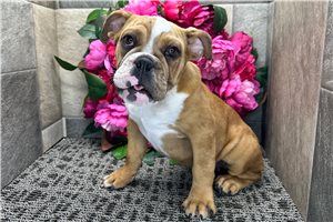 Lacey - English Bulldog for sale