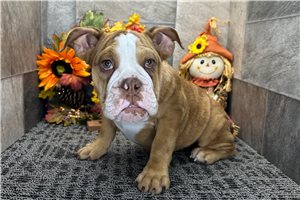 Lucille - English Bulldog for sale