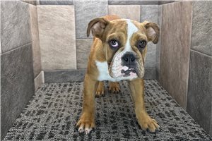 Lacey - English Bulldog for sale