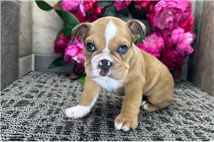 Callen - Bulldog for sale