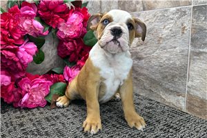 Leah - English Bulldog for sale