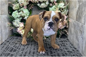 Lacey - English Bulldog for sale