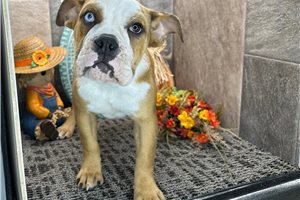 Leah - English Bulldog for sale