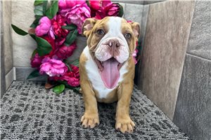 Lucille - English Bulldog for sale