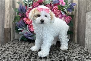 Nova - Poodle, Miniature for sale