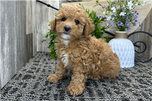 Elsa - puppy for sale