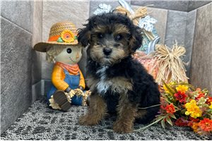 Dargo - Poodle, Miniature, placed in South Bend / Michiana