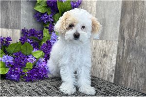 Nova - Poodle, Miniature for sale
