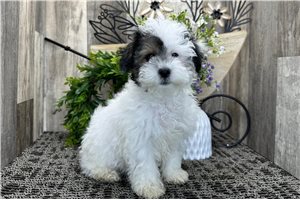 Shiloh - Poodle, Miniature for sale