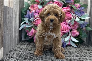 Kanaan - Miniature Poodle for sale