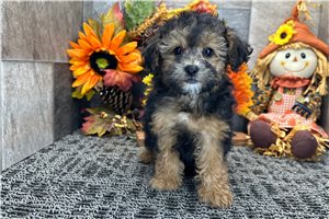 Darby - Miniature Poodle for sale