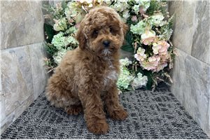 Kanaan - Poodle, Miniature for sale