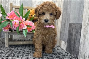 Sven - Poodle, Miniature for sale