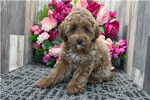 Kanaan - Poodle, Miniature for sale