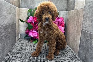 Kanaan - Poodle, Miniature for sale