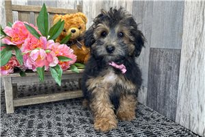 Sutton - Poodle, Miniature for sale