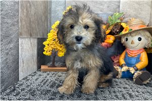 Darby - Miniature Poodle for sale