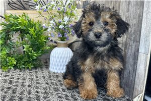 Sutton - puppy for sale