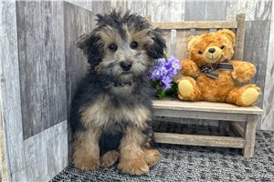 Sutton - Poodle, Miniature for sale