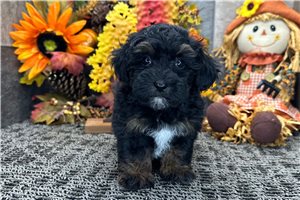 Darcy - Poodle, Miniature for sale
