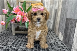 Elsa - Miniature Poodle for sale