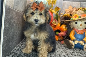 Darby - Miniature Poodle for sale