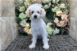 Nova - Poodle, Miniature for sale