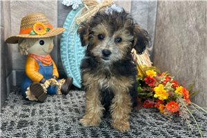 Darby - Miniature Poodle for sale