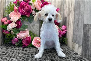 Nova - Poodle, Miniature for sale