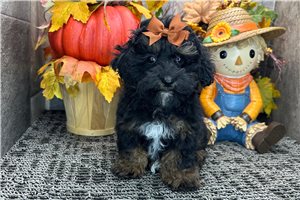 Darcy - Miniature Poodle for sale