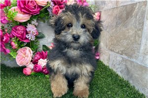 Sutton - Poodle, Miniature for sale