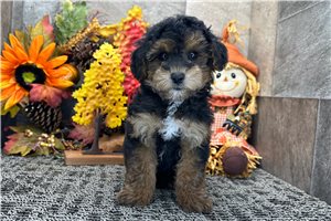 Dargo - Miniature Poodle for sale