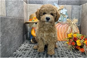 Edward - Miniature Poodle for sale