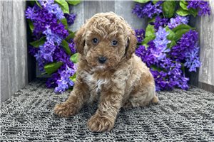 Kanaan - Poodle, Miniature for sale