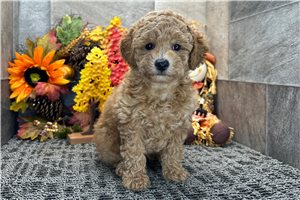 Edward - Poodle, Miniature for sale
