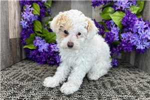 Nova - Poodle, Miniature for sale