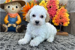 Sherri - Miniature Poodle for sale