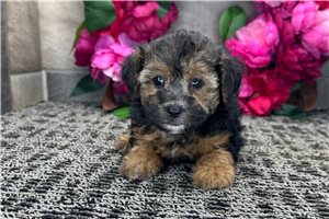 Darby - Poodle, Miniature for sale