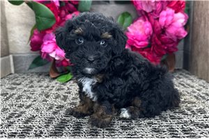 Darcy - Poodle, Miniature for sale