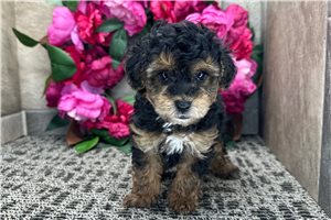 Dargo - Poodle, Miniature for sale