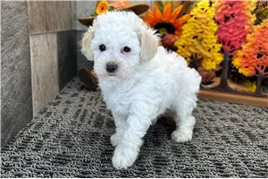 Shelby - puppy for sale