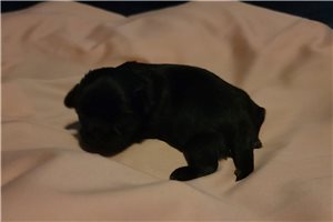 Minx - Shih Tzu for sale