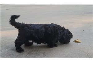 Mira - Shih Tzu for sale