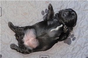 Mira - puppy for sale