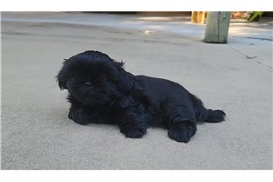 Mike - puppy for sale