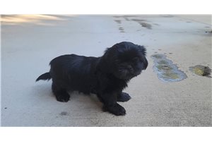 Minx - puppy for sale