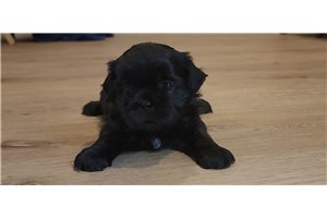Mira - Shih Tzu for sale
