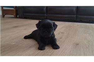 Minx - Shih Tzu for sale