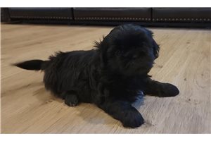 Mira - Shih Tzu for sale