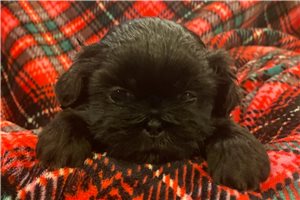 Atticus - Shih Tzu for sale